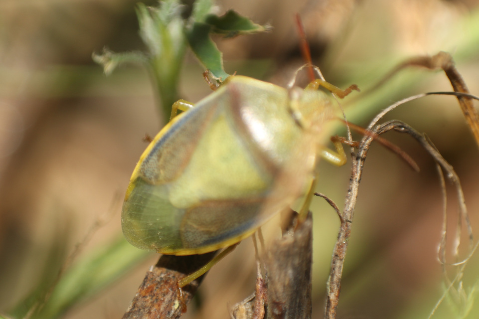 Piezodorus lituratus - bíboros címerespoloska Piezodorus lituratus - bíboros címerespoloska