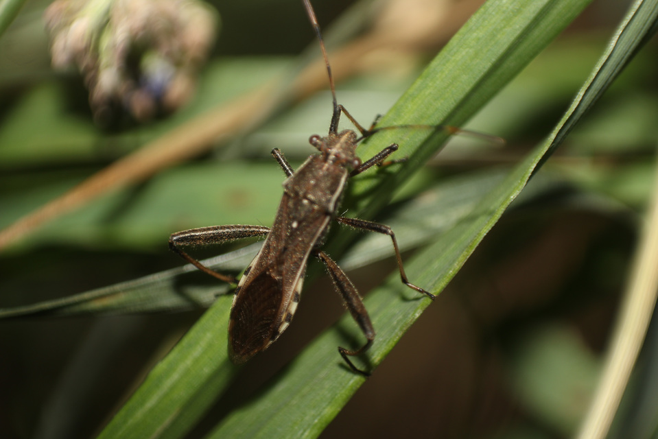 Camptopus lateralis - görbelábú karimáspoloska