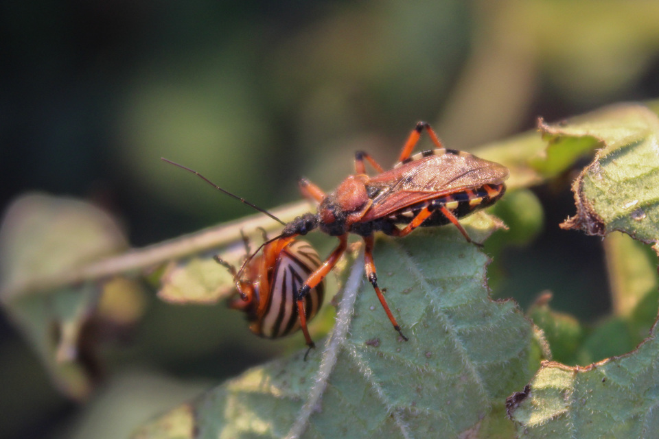 Rhynocoris iracundus - közönséges gyilkospoloska