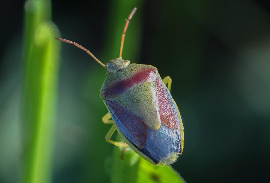 Piezodorus lituratus - bíboros címerespoloska Piezodorus lituratus - bíboros címerespoloska