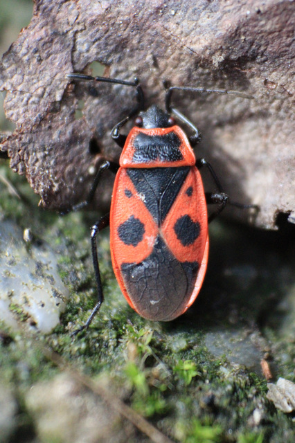Pyrrhocoris apterus - verőköltő poloska