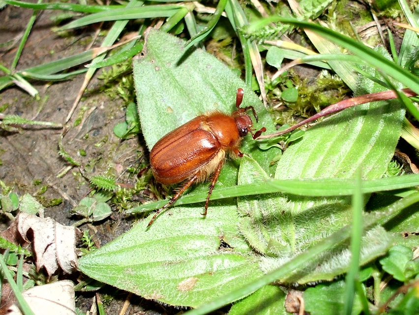 Holochelus aequinoctialis - tavaszeleji cserebogár