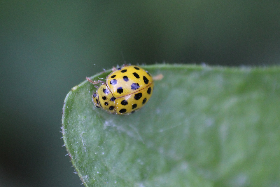 Psyllobora vigintiduopunctata - huszonkétpettyes katica