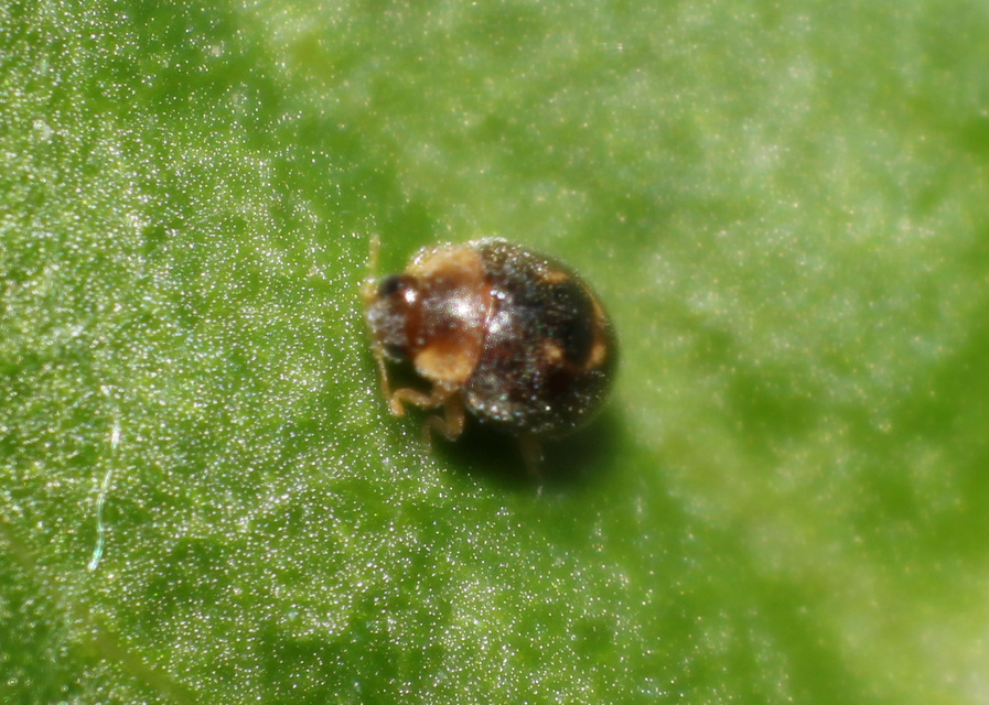 Clitostethus arcuatus - liszteske-bödice