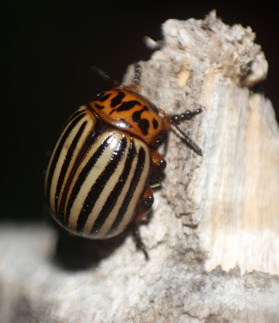Leptinotarsa decemlineata - burgonyabogár
