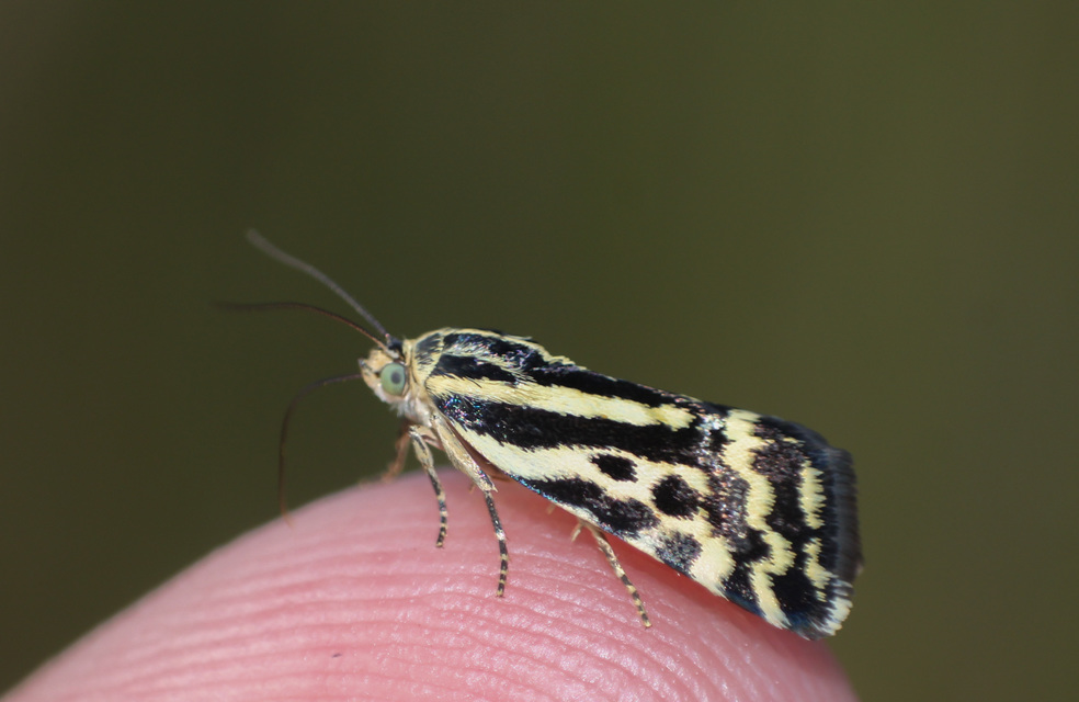 Emmelia trabealis - zebrabagoly