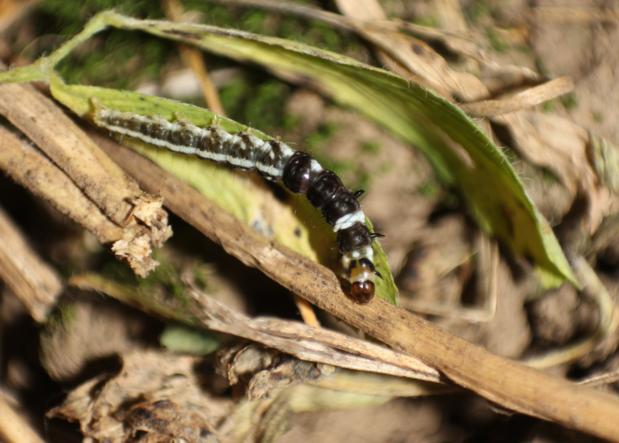 Helcystogramma