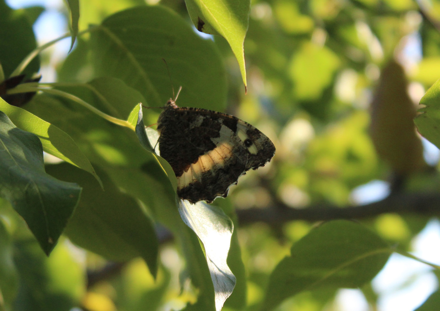 Brintesia circe - fehéröves szemeslepke