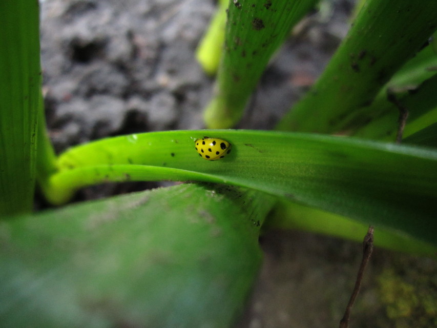 Psyllobora vigintiduopunctata - huszonkétpettyes katica