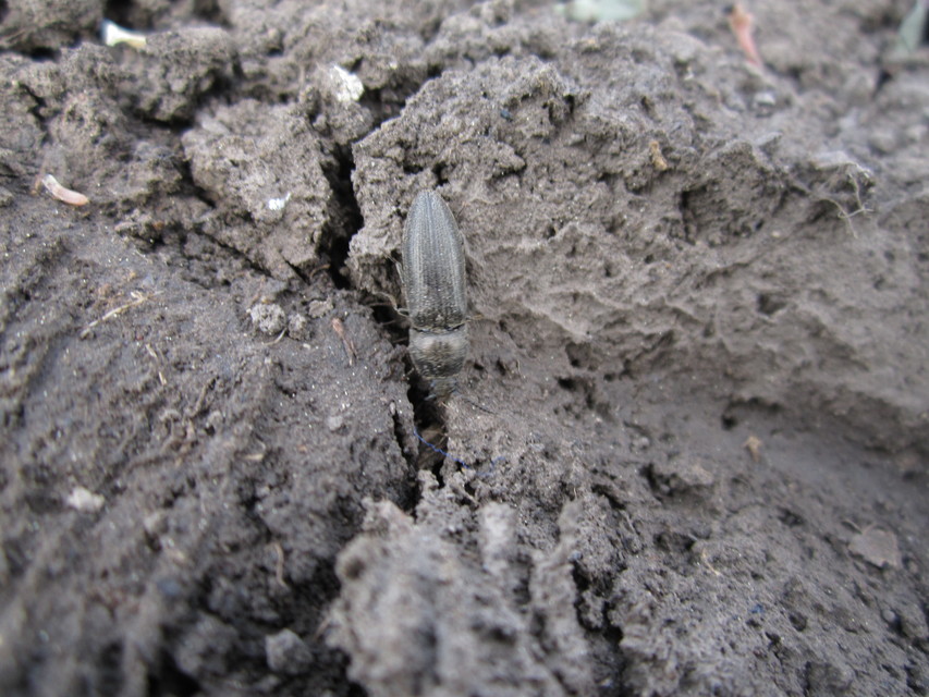 Cidnopus pilosus - szőrös pattanó
