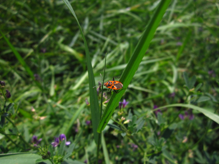 Corizus hyoscyami - piros karimáspoloska
