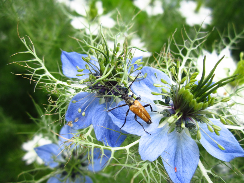 Stictoleptura fulva - vörhenyes virágcincér