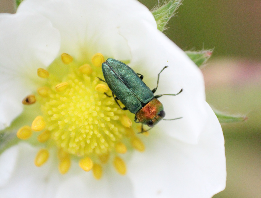 Anthaxia nitidula - ragyogó virágdíszbogár