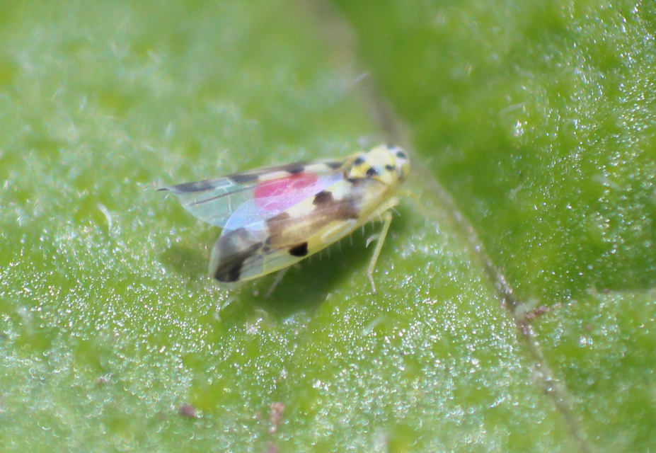 Eupteryx