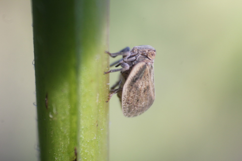 Agalmatium flavescens