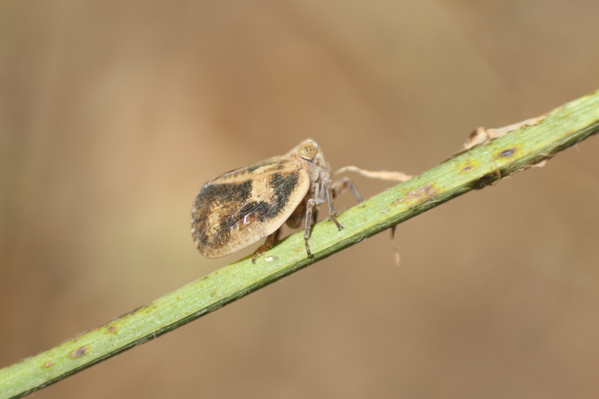Agalmatium flavescens
