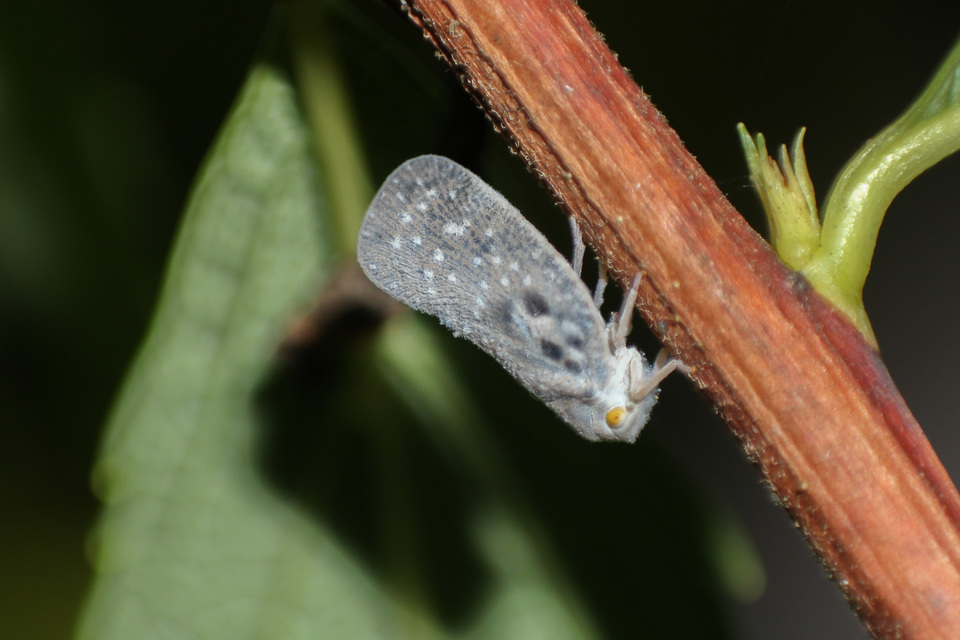 Metcalfa pruinosa - amerikai lepkekabóca