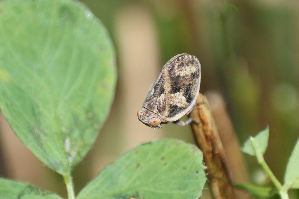 Agalmatium flavescens