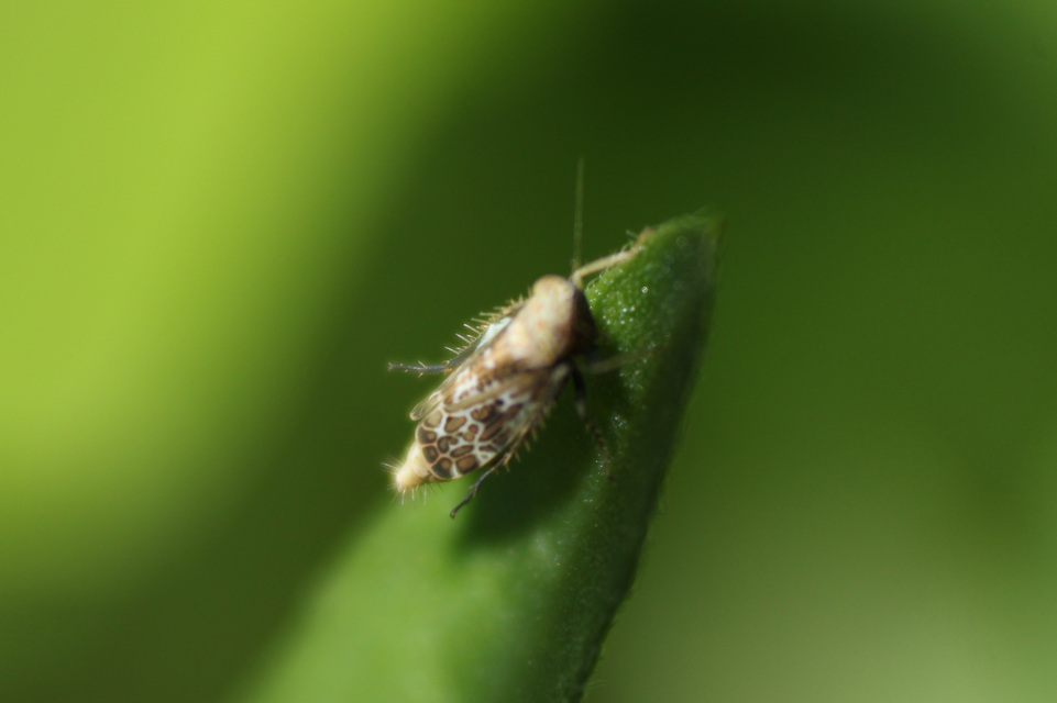 Errastunus ocellaris