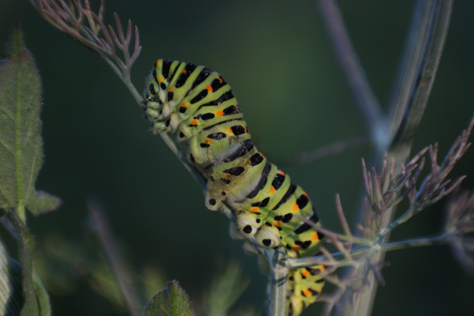 Papilio machaon - fecskefarkú lepke