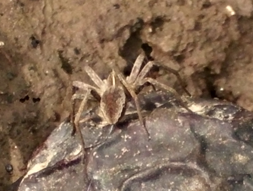 Pisaura mirabilis - csodáspók