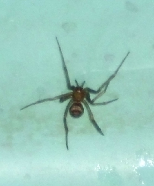 Steatoda grossa - nagy faggyúpók