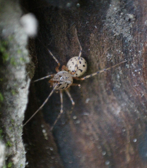 Scytodes thoracica - közönséges csupaszpók