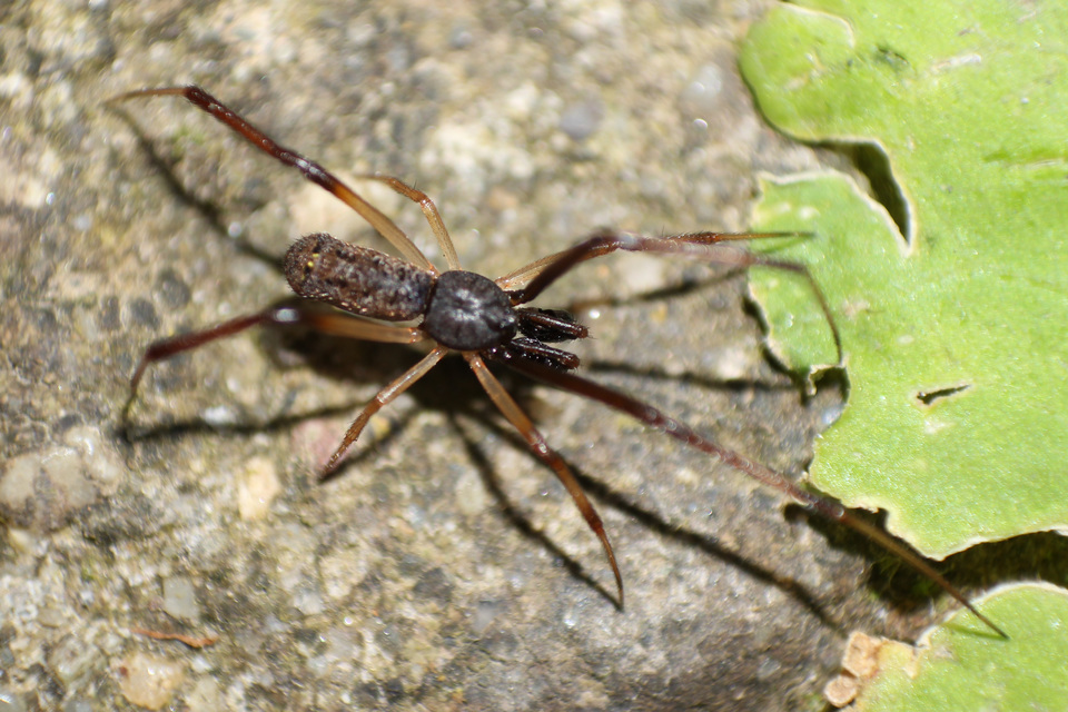 Episinus truncatus - csonka törpepók