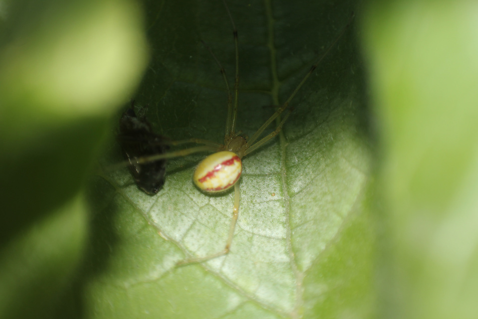 Enoplognatha ovata - vonalas törpepók
