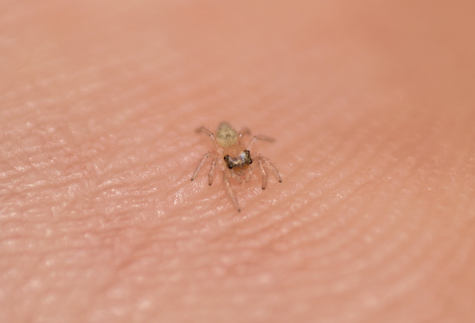 Salticidae - ugrópókok