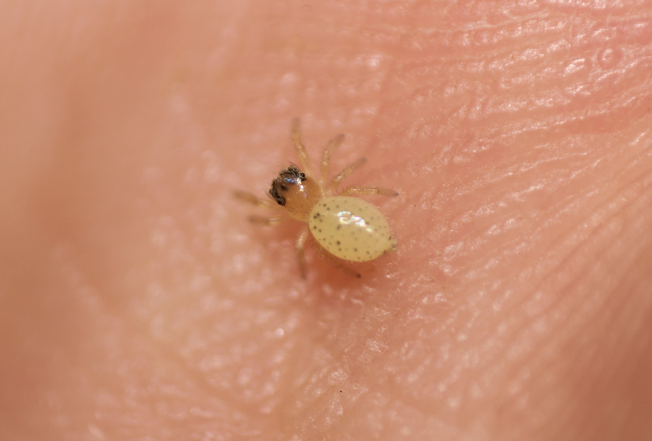Salticidae - ugrópókok