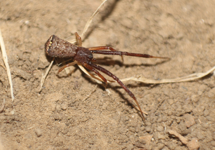 Episinus truncatus - csonka törpepók