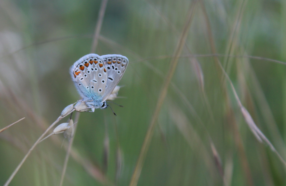 Polyommatus icarus - közönséges boglárka