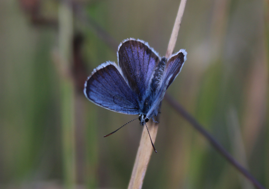 Plebejus argus - ezüstös boglárka