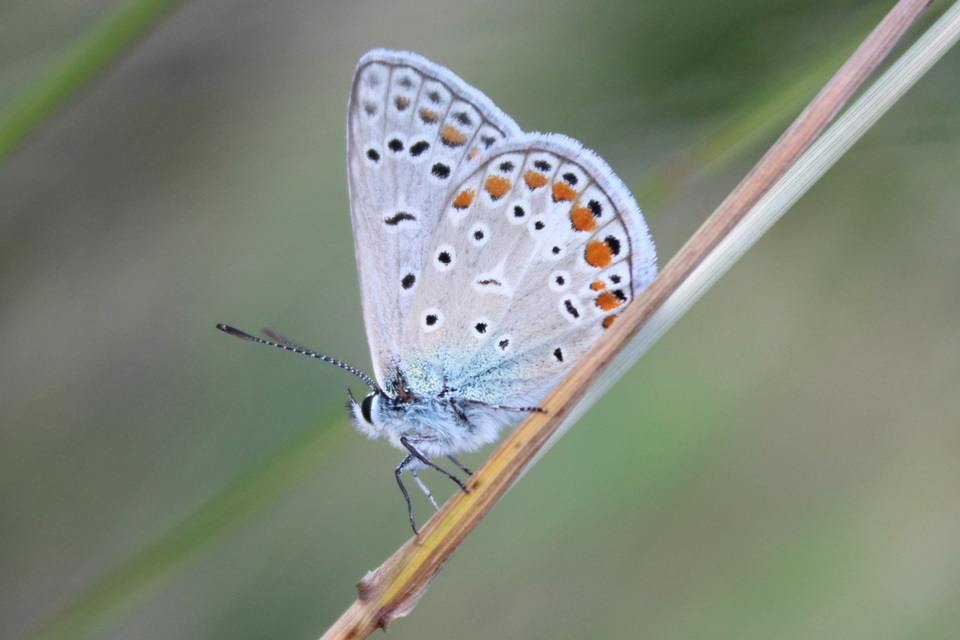 Polyommatus icarus - közönséges boglárka