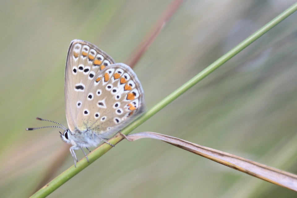 Polyommatus icarus - közönséges boglárka