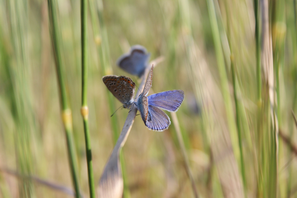 Polyommatus icarus - közönséges boglárka