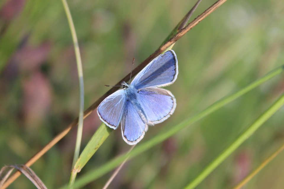 Polyommatus icarus - közönséges boglárka