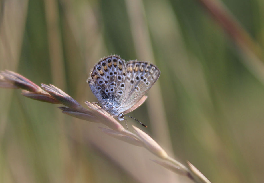 Plebejus argus - ezüstös boglárka