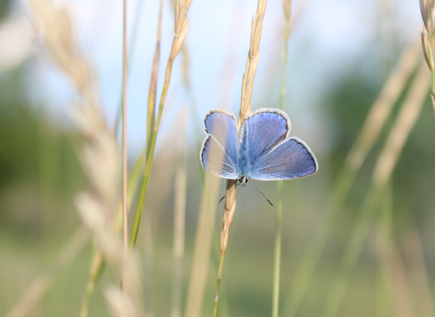 Polyommatus icarus - közönséges boglárka