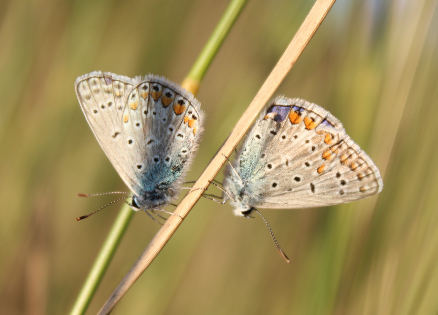 Polyommatus icarus - közönséges boglárka