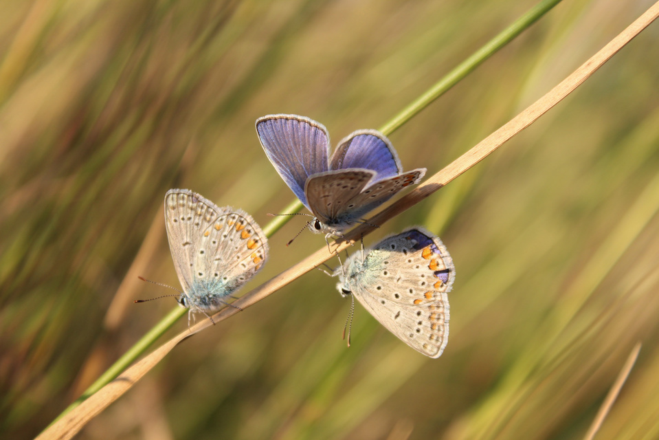 Polyommatus icarus - közönséges boglárka