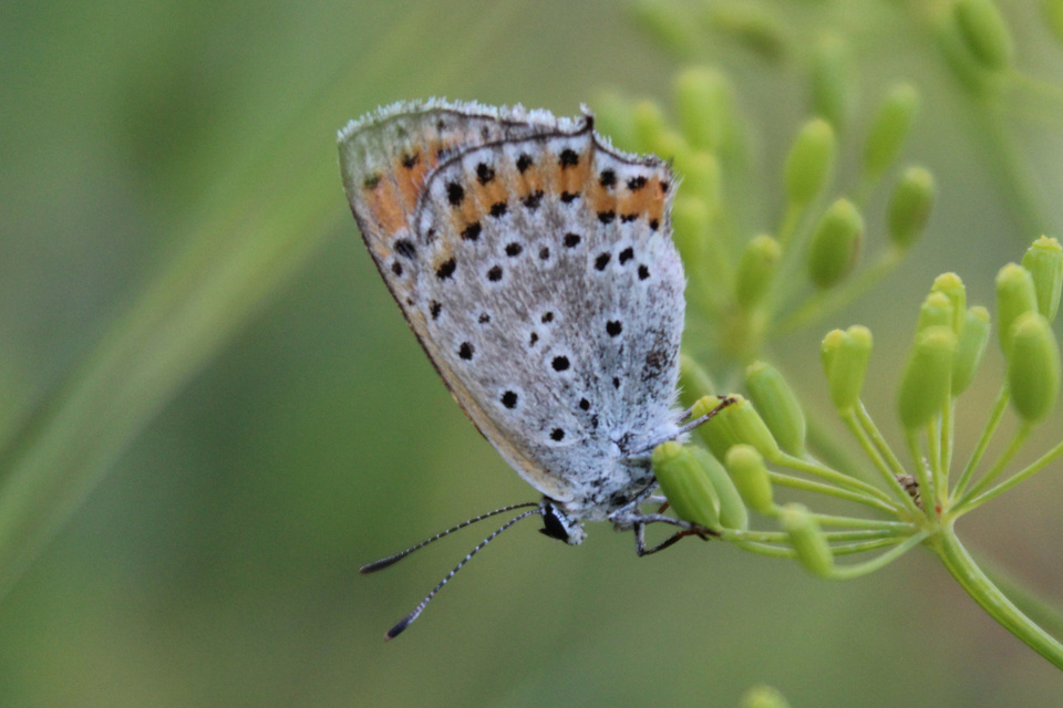 Lycaena thersamon - kis tűzlepke