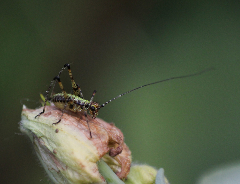 Phaneroptera