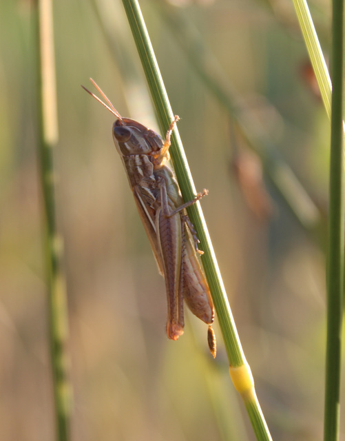 Euchorthippus declivus - rövidszárnyú rétisáska