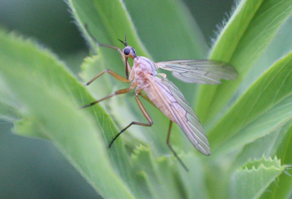 Empis