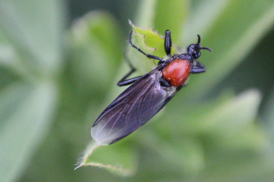 Bibionidae - bársonylegyek