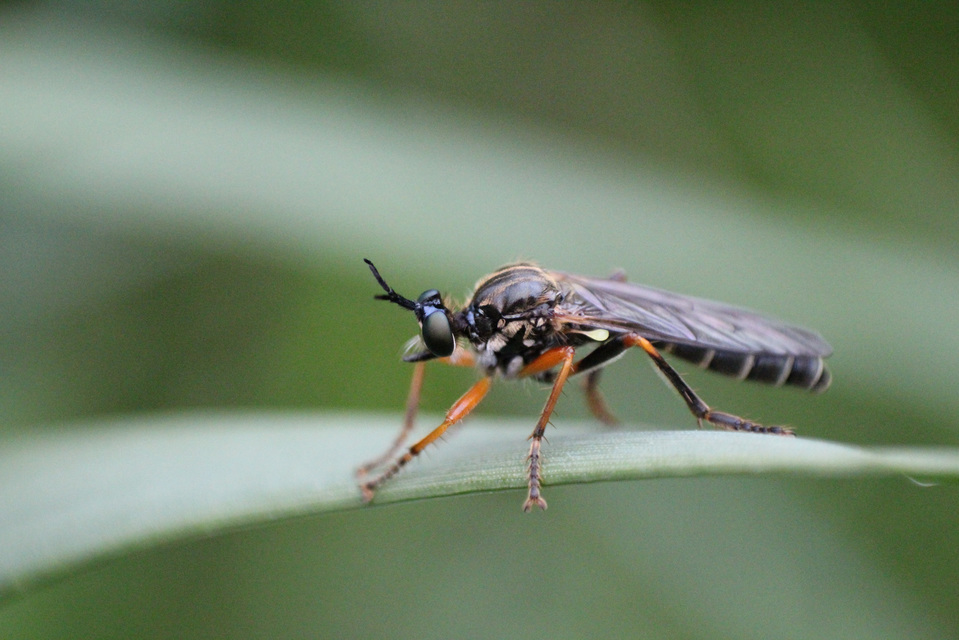 Dioctria