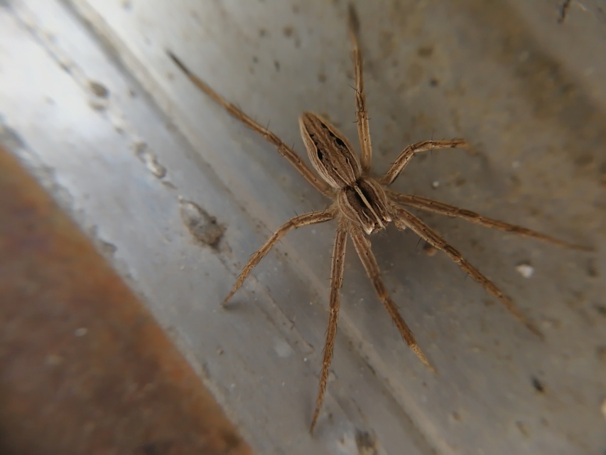 Pisaura mirabilis - csodáspók