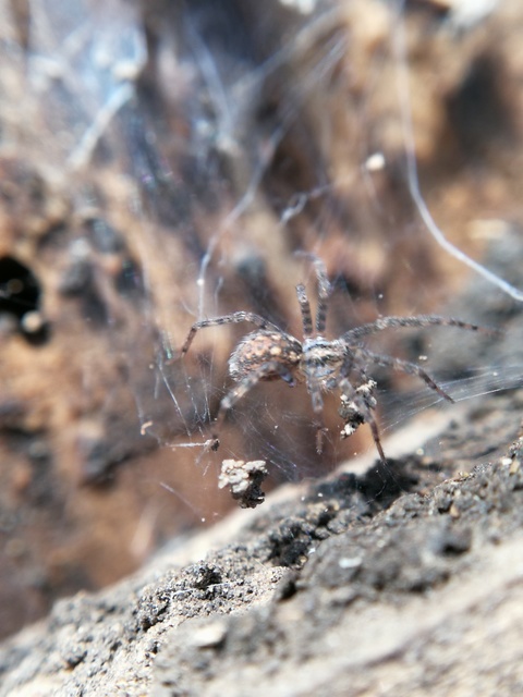 Tegenaria